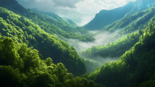Misty Mountain Valley with Dense Evergreen Forests.