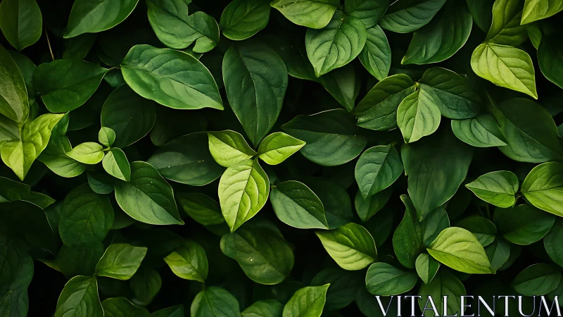 Dense green foliage fills frame with rich botanical texture