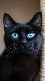 Striking Black Cat with Mesmerizing Blue Eyes.