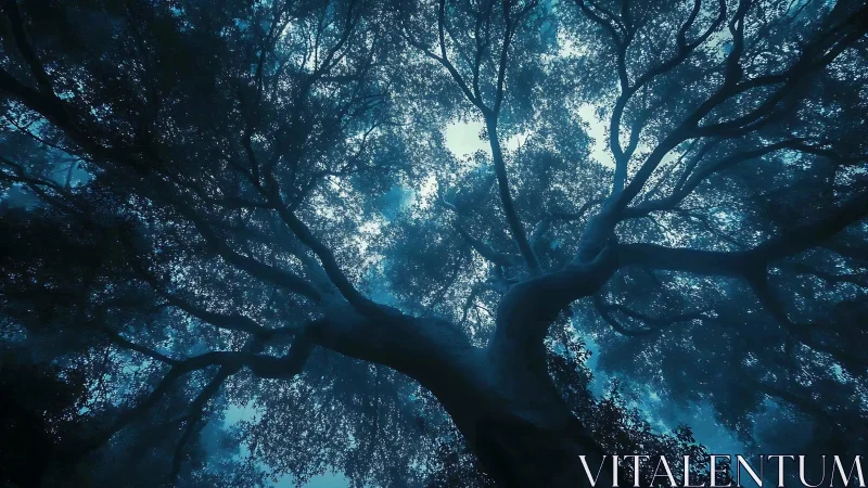 Dense tree canopy viewed from below in blue toned light.