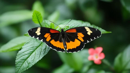Black and orange butterfly on green foliage in soft focus.
