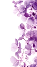 Purple Hydrangea Flowers Against White Background.