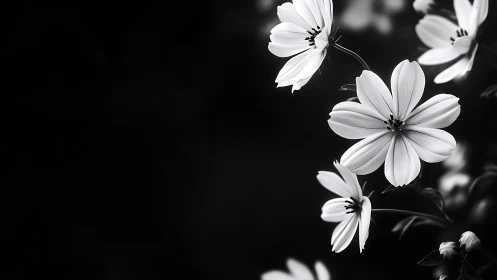 Delicate White Flowers in Gentle Monochrome Light.
