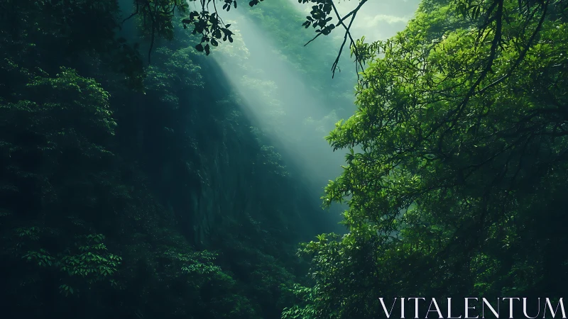 Deep Forest Canyon with Filtered Sunlight