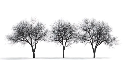 Winter deciduous trees aligned on white minimalist ground.