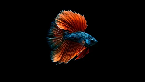 Vibrant Blue and Orange Betta Fish on Black Background, Photorealistic.