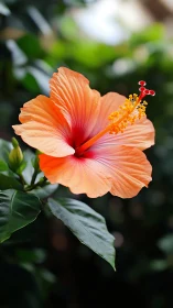 Tropical Hibiscus Bloom: Macro Detail of Coral-Orange Petals.