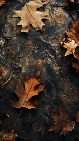 Autumn oak leaves lying on dark textured forest ground.