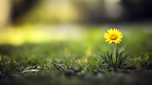 Lone yellow daisy holding quiet sunlight above soft grass.