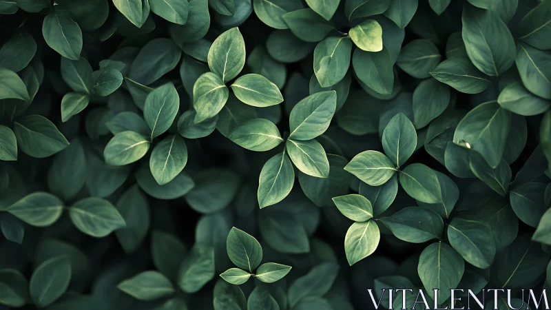 Dense green foliage pattern under soft diffused light.