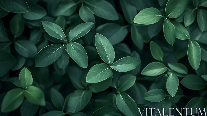 Dense green foliage fills frame with layered overlapping leaves