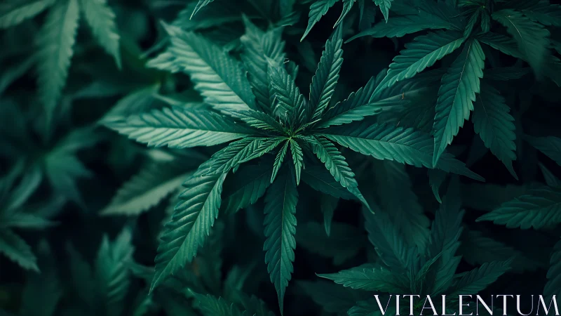 Cannabis leaf macro study with cool teal botanical lighting.