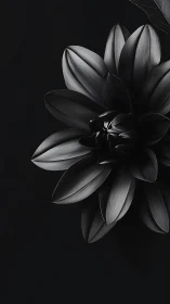 Monochrome Lotus Flower in Dramatic Darkness
