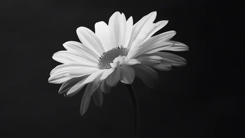 Single daisy bloom glows softly against deep black background.