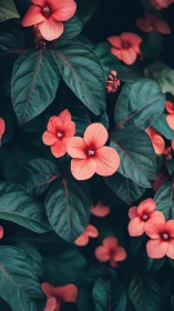 Coral-Red Flowers Bloom Among Deep Green Foliage.