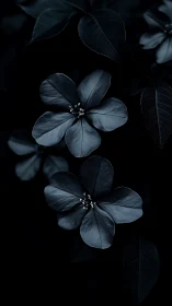 Dark botanical study of delicate four-petaled blossoms against shadows.