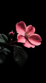 Backlit Pink Apple Blossom with Unopened Bud Against Noir Background.