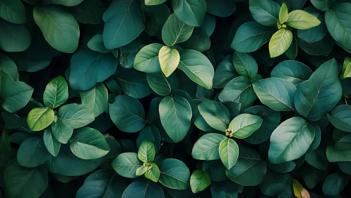 Dense cluster of green elliptical leaves in overhead view.
