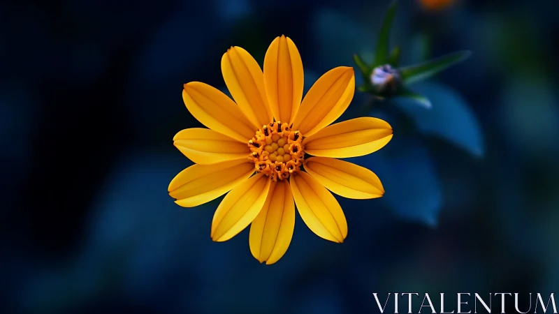 Golden Bloom Defiant: Daisy Dance Against Midnight Blue.