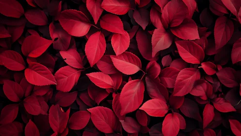 Crimson leaf canopy spills across a dark, velvety forest floor.