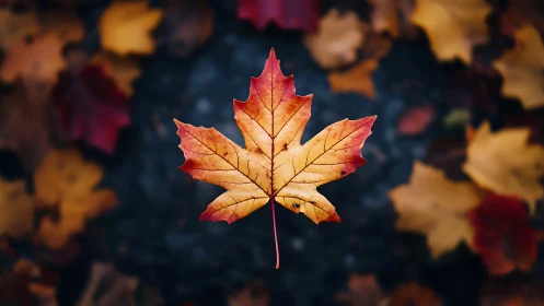 Maple leaf hangs sharply focused over blurred ground cover