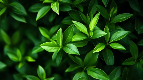 Lustrous green foliage cluster in soft-focus composition.