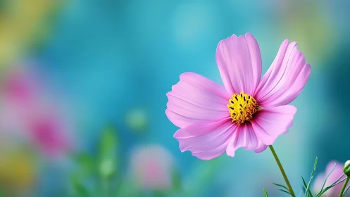 Pink cosmos flower blooms against turquoise bokeh background