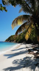 Tropical Beach Sanctuary: Palms and Turquoise Waters.