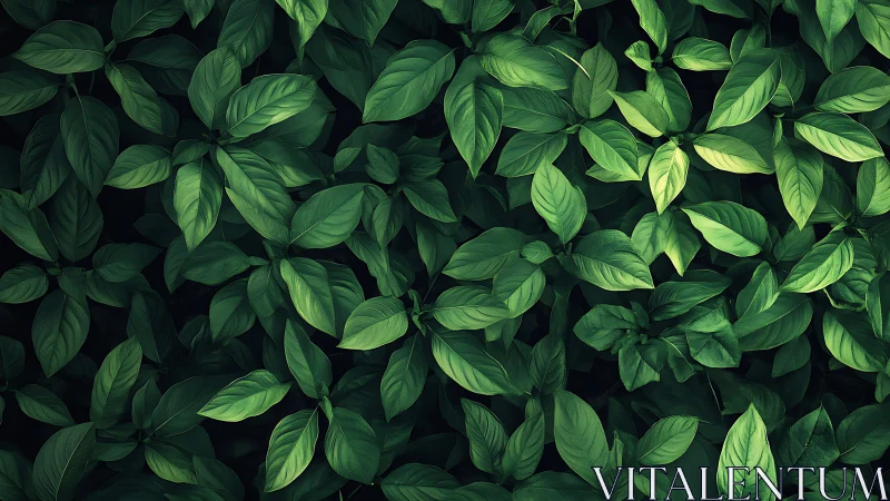 Lush green leaves create a soothing blanket of quiet calm