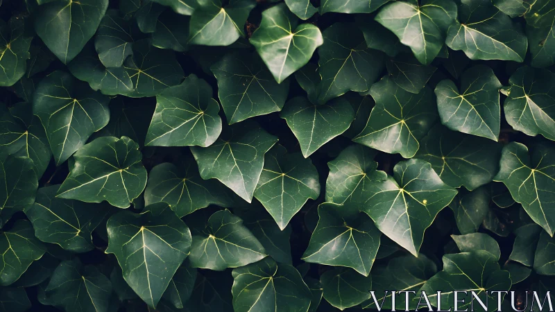 Dense ivy foliage with layered green heart-shaped leaves.