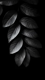Monochrome leaf branch on deep black background viewed.