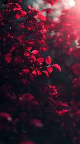 Red foliage catches strong backlight in shallow focus frame