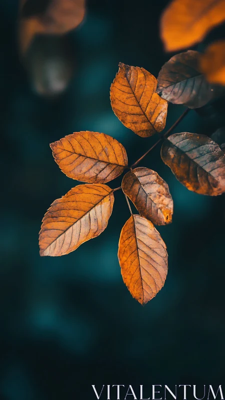 Golden autumn leaves glow against deep teal background.