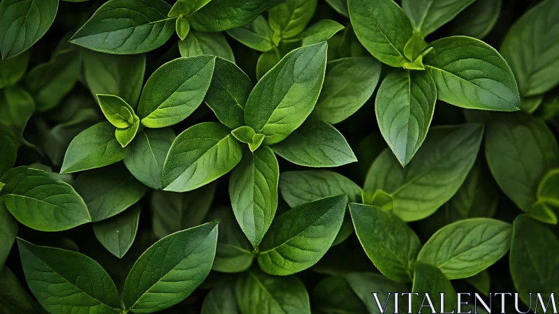 Dense cluster of fresh green leaves in close-up view.