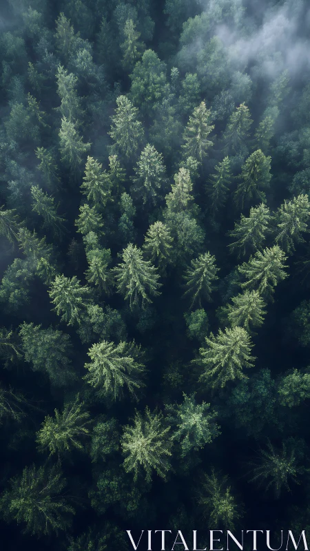 Emerald Giants Shrouded in Mist and Majesty.