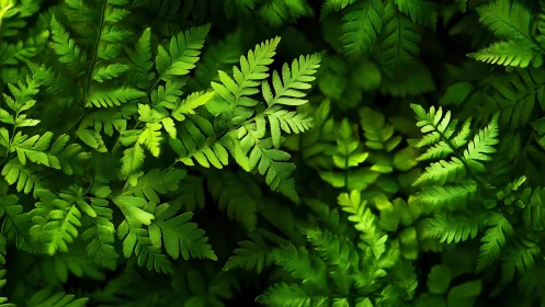 High-contrast macro study of overlapping fern fronds under dappled light