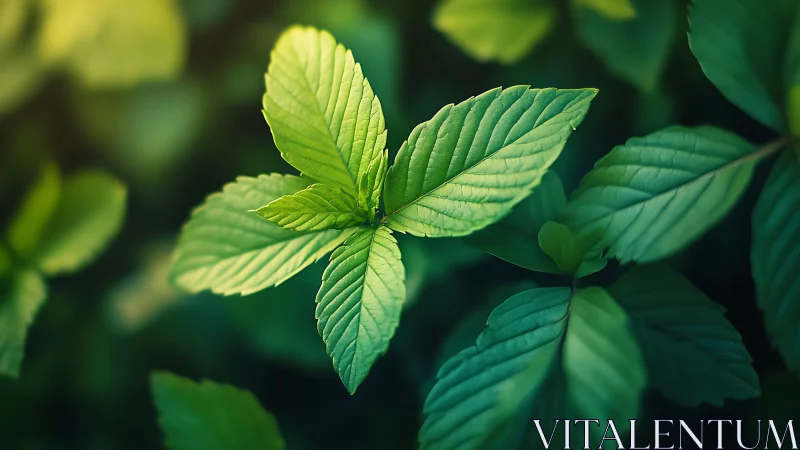 Macro botanical study of fresh green leaves in soft bokeh field