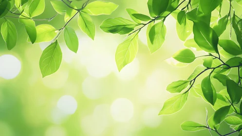Sunlit green leaves form bright canopy over soft bokeh glow