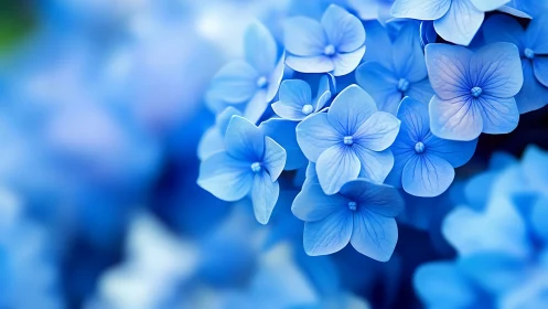 Blue Hydrangea Flowers in Close Focus.