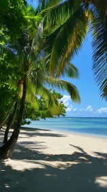 Paradise Palms: Where Tropical Shadows Dance on Liquid Turquoise.