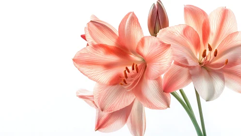Coral Amaryllis Blossoms Against White Background.
