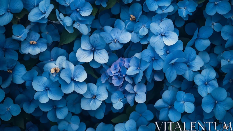 Delicate Blue Hydrangea Blooms in Dense Floral Composition.