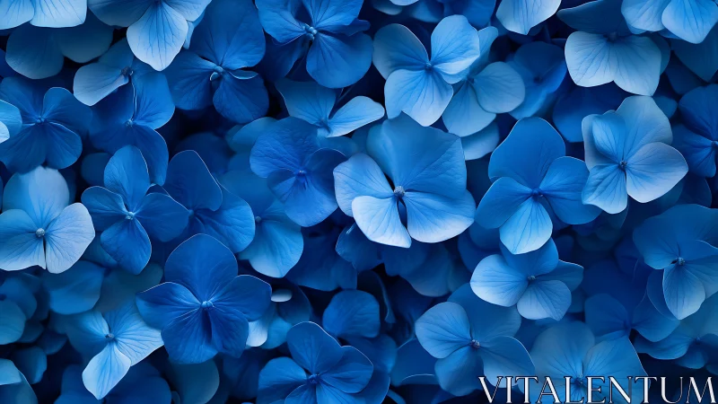Blue Hydrangea Petals Close-Up.