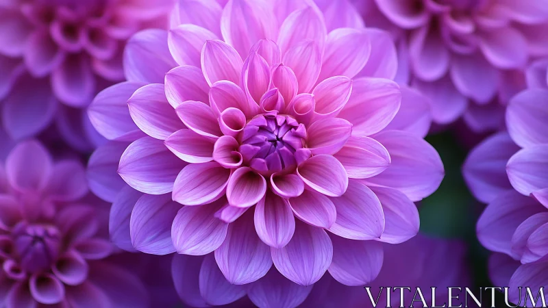 Purple Dahlia Blooms in Layered Magnificence