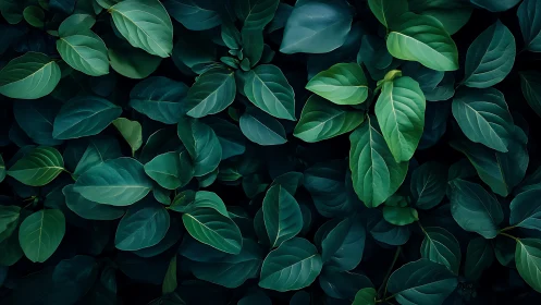 Dense green foliage fills frame with overlapping leaves