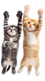 Two Kittens Reaching Upward With Joy.