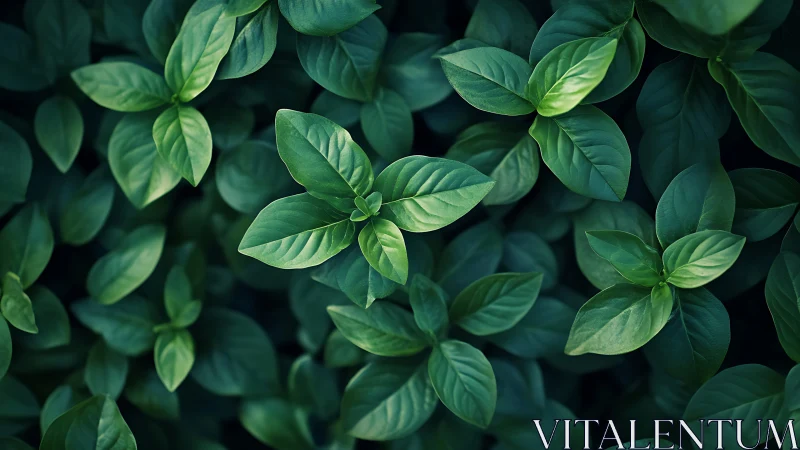 Dense cluster of green leaves with centered focus point.