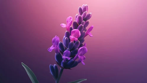 Purple Flower Spike Blooming Against Gradient Magenta Backdrop.