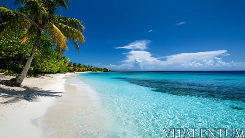 Tropical Beach with Palm Trees and Turquoise Water