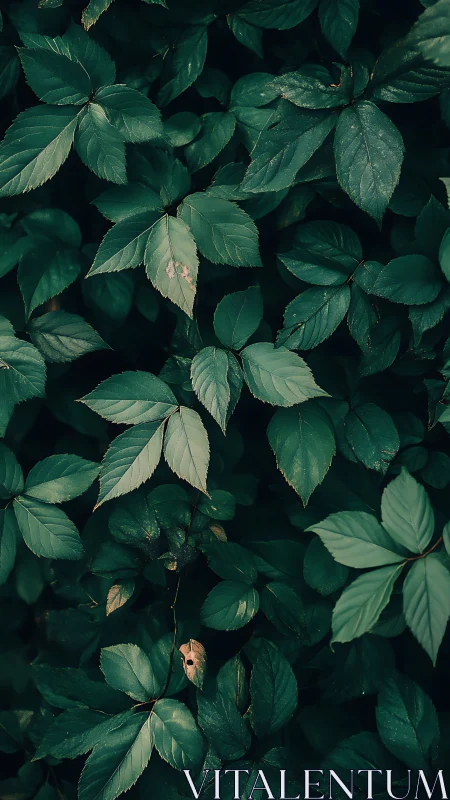 Moody green foliage forms a calming natural backdrop.